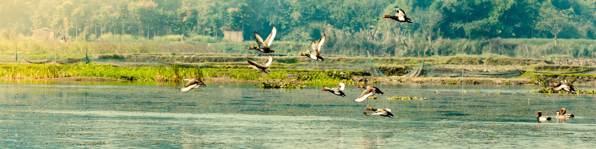 A group of birds flying over a calm body of water with a forested area in the background.