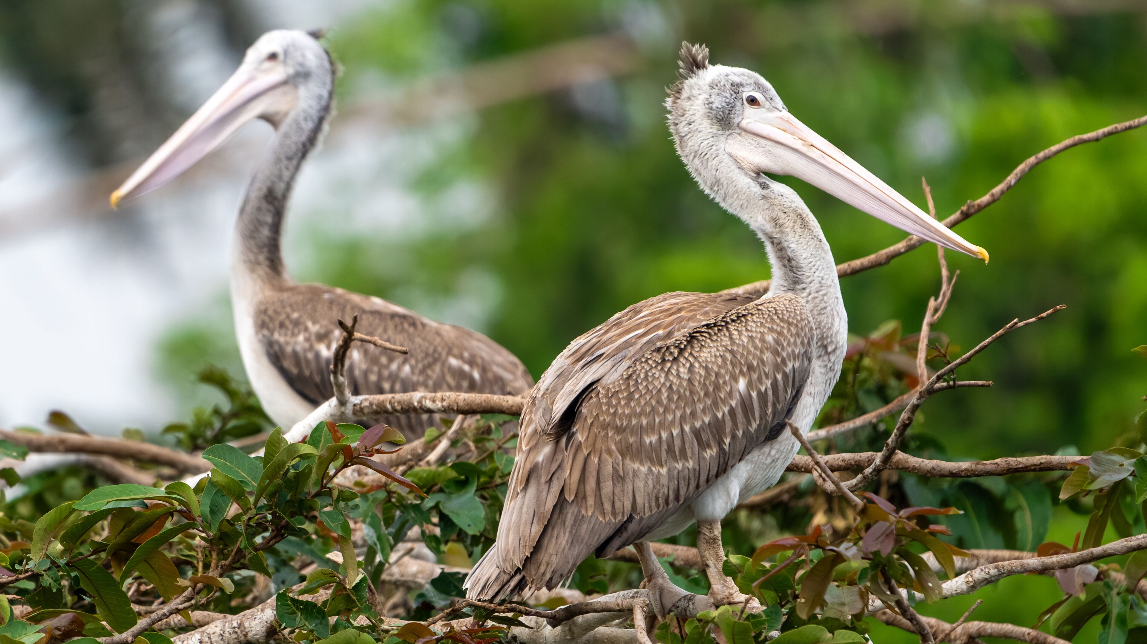spot-billed pelican (Pelecanus philippensis) or gray pelican