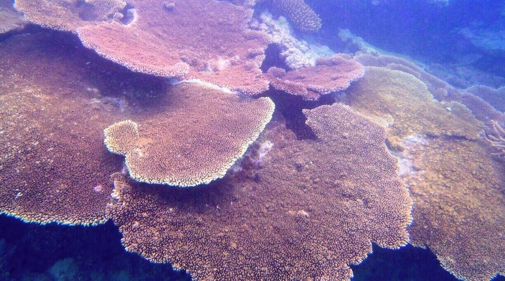 Snorkelling just off the coast of Tonga's main island, Nuku'alofa, some of these corals were so large and wide that you could swim underneath them. Amazing!