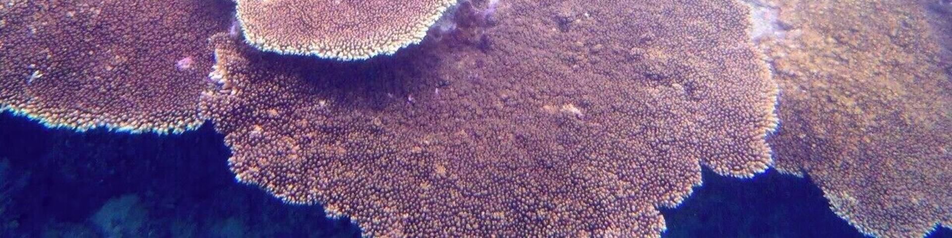 Snorkelling just off the coast of Tonga's main island, Nuku'alofa, some of these corals were so large and wide that you could swim underneath them. Amazing!