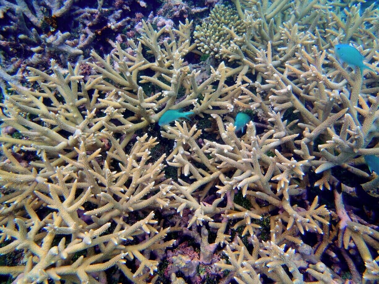 A different kind of coral, these small blue fish seemed to particularly favour this sort as cover and maybe as their homes? 