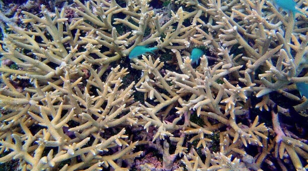 A different kind of coral, these small blue fish seemed to particularly favour this sort as cover and maybe as their homes?