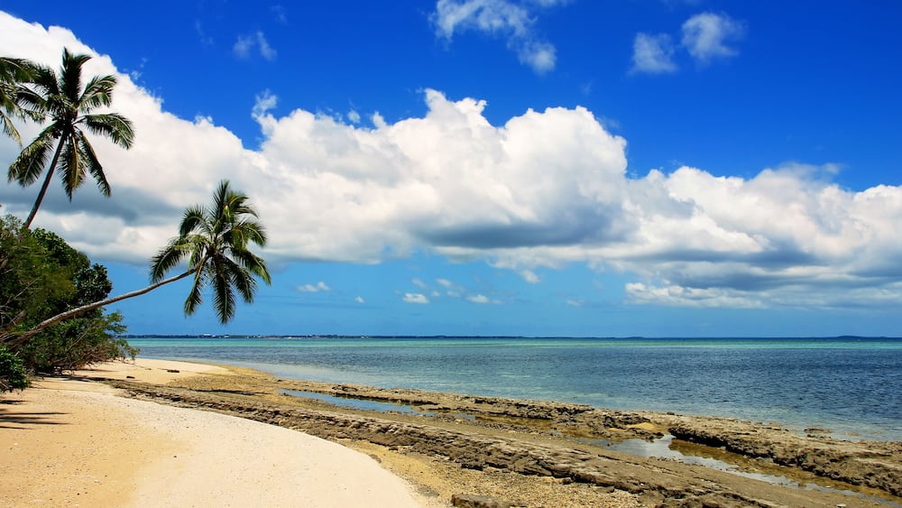 A beach with palm trees, clear blue sky, and calm sea.