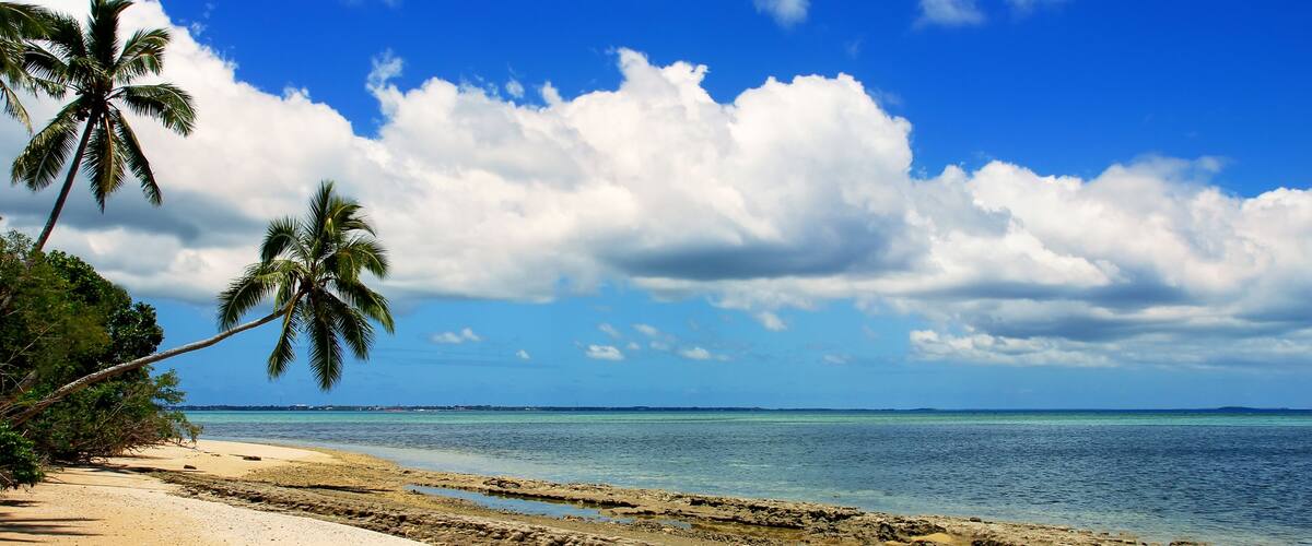 A beach with palm trees, clear blue sky, and calm sea.