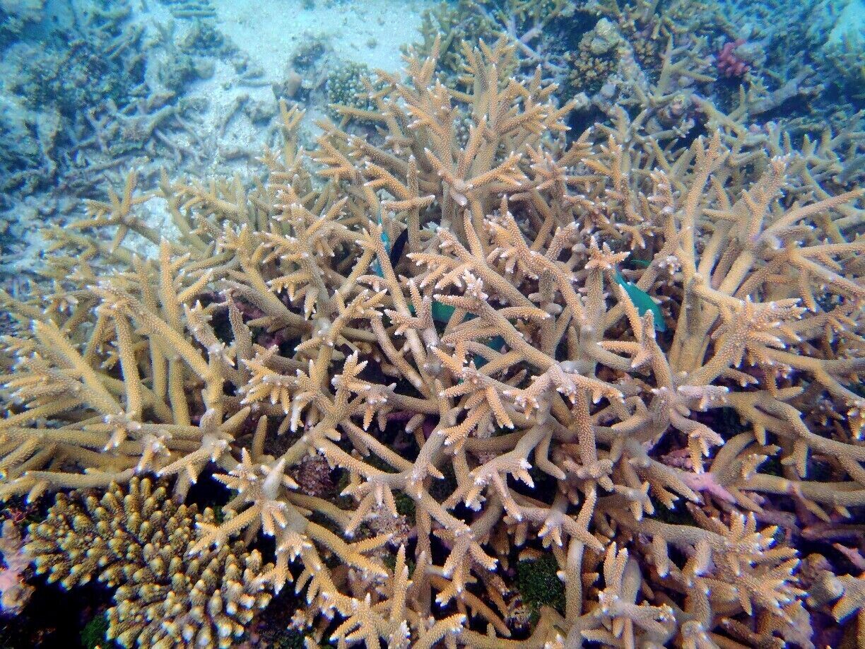 More coral and fish hidden within it, no mermaids though!