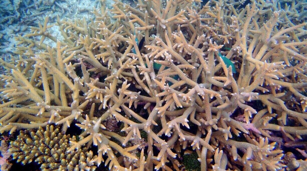 More coral and fish hidden within it, no mermaids though!