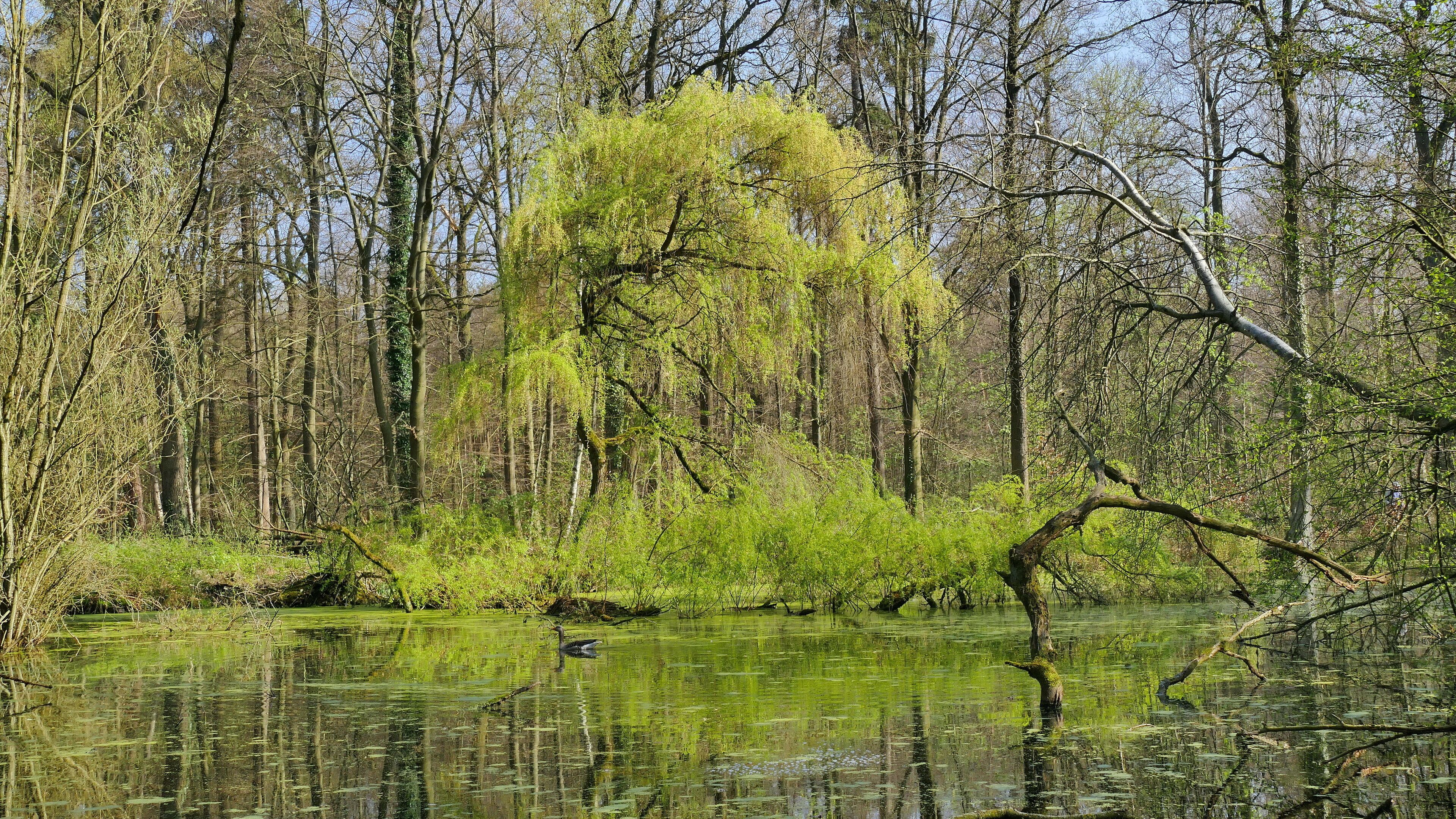 Zum Landschaftsschutzgebiet Obere Wietze gehören nur wenige bewaldete Flächen. Das größte zusammenhängende Waldgebiet liegt östlich der A 7. Zum einen besteht es aus einem ehemaligen Parkgelände, das inzwischen zu einer Art Naturwald geworden ist, zum anderen aus Forsten und ungenutzten Moorwäldern mit viel Totholz. Hier ist ein Teil des ehemaligen Parkgeländes mit künstlich angelegtem Teich zu sehen.