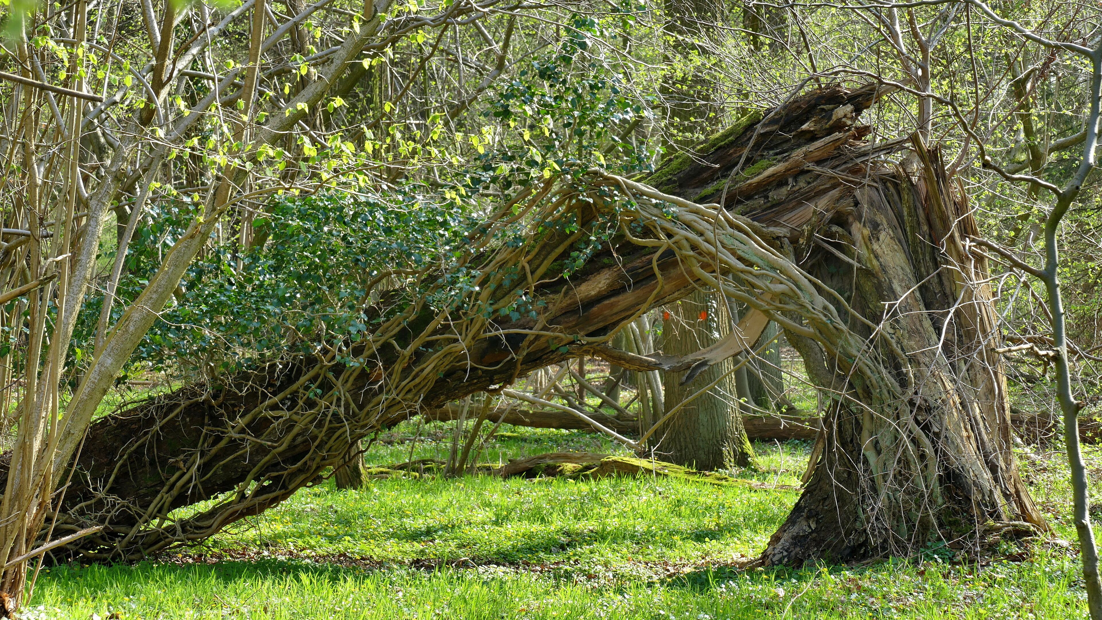 Zum Landschaftsschutzgebiet Obere Wietze gehören nur wenige bewaldete Flächen. Das größte zusammenhängende Waldgebiet liegt östlich der A 7. Zum einen besteht es aus einem ehemaligen Parkgelände, das inzwischen zu einer Art Naturwald geworden ist, zum anderen aus Forsten und ungenutzten Moorwäldern mit viel Totholz. Hier ist ein Teil des ehemaligen Parkgeländes mit einer umgestürzten Eiche zu sehen. Das alte Efeu, das bis in den Baumwipfel geklettert war, lebt weiter.