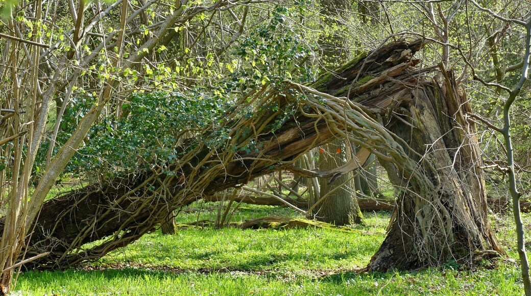 Zum Landschaftsschutzgebiet Obere Wietze gehören nur wenige bewaldete Flächen. Das größte zusammenhängende Waldgebiet liegt östlich der A 7. Zum einen besteht es aus einem ehemaligen Parkgelände, das inzwischen zu einer Art Naturwald geworden ist, zum anderen aus Forsten und ungenutzten Moorwäldern mit viel Totholz. Hier ist ein Teil des ehemaligen Parkgeländes mit einer umgestürzten Eiche zu sehen. Das alte Efeu, das bis in den Baumwipfel geklettert war, lebt weiter.