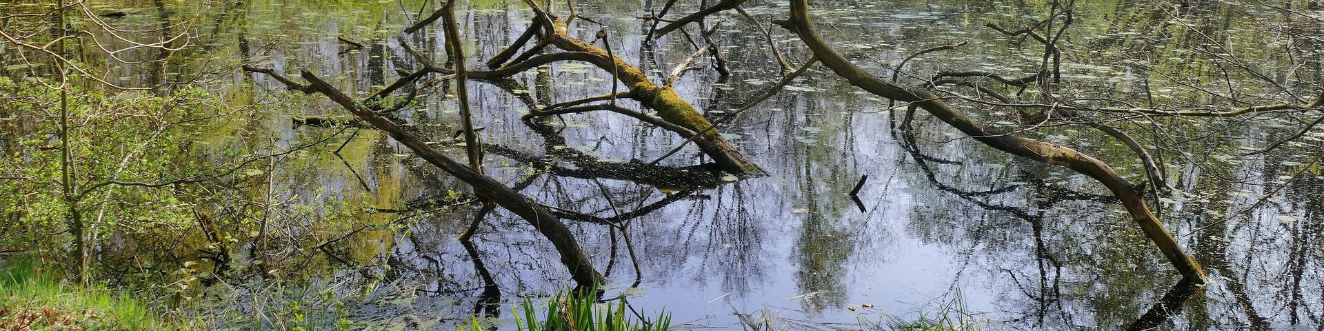 Zum Landschaftsschutzgebiet Obere Wietze gehören nur wenige bewaldete Flächen. Das größte zusammenhängende Waldgebiet liegt östlich der A 7. Zum einen besteht es aus einem ehemaligen Parkgelände, das inzwischen zu einer Art Naturwald geworden ist, zum anderen aus Forsten und ungenutzten Moorwäldern mit viel Totholz. Hier ist ein Teil des ehemaligen Parkgeländes mit künstlich angelegtem Teich zu sehen.