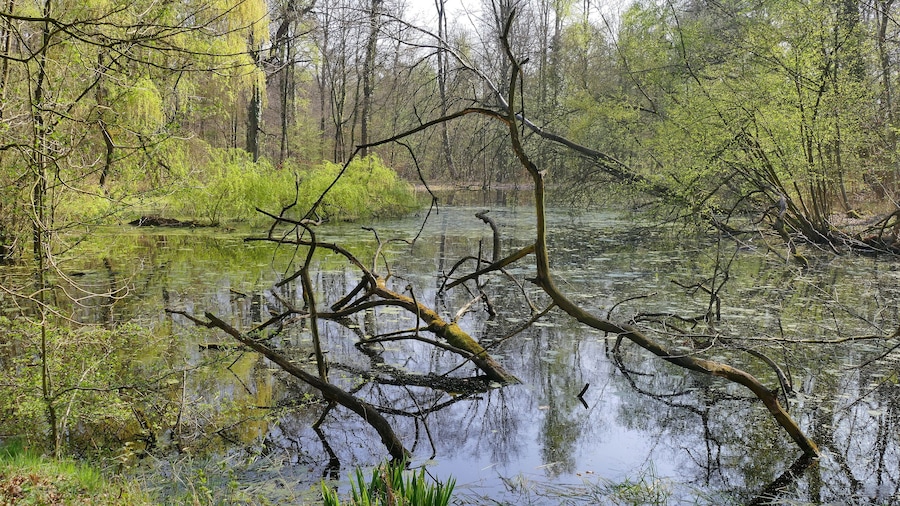 A serene forested wetland with a reflective water surface, overhanging branches, and lush greenery.