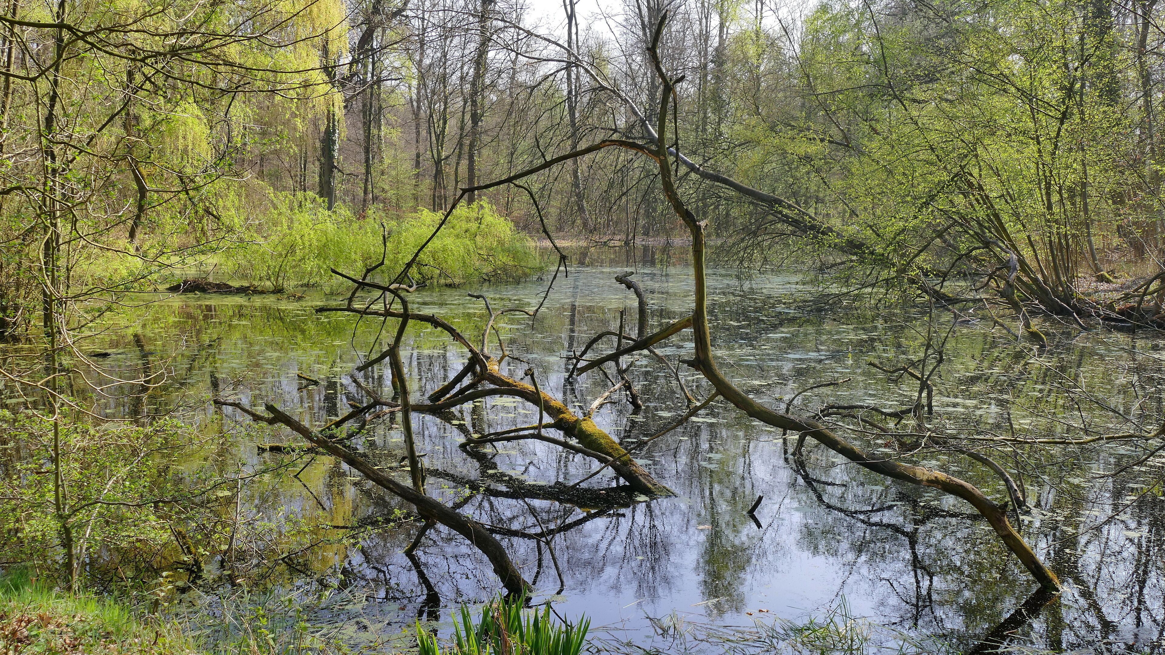 A serene forested wetland with a reflective water surface, overhanging branches, and lush greenery.