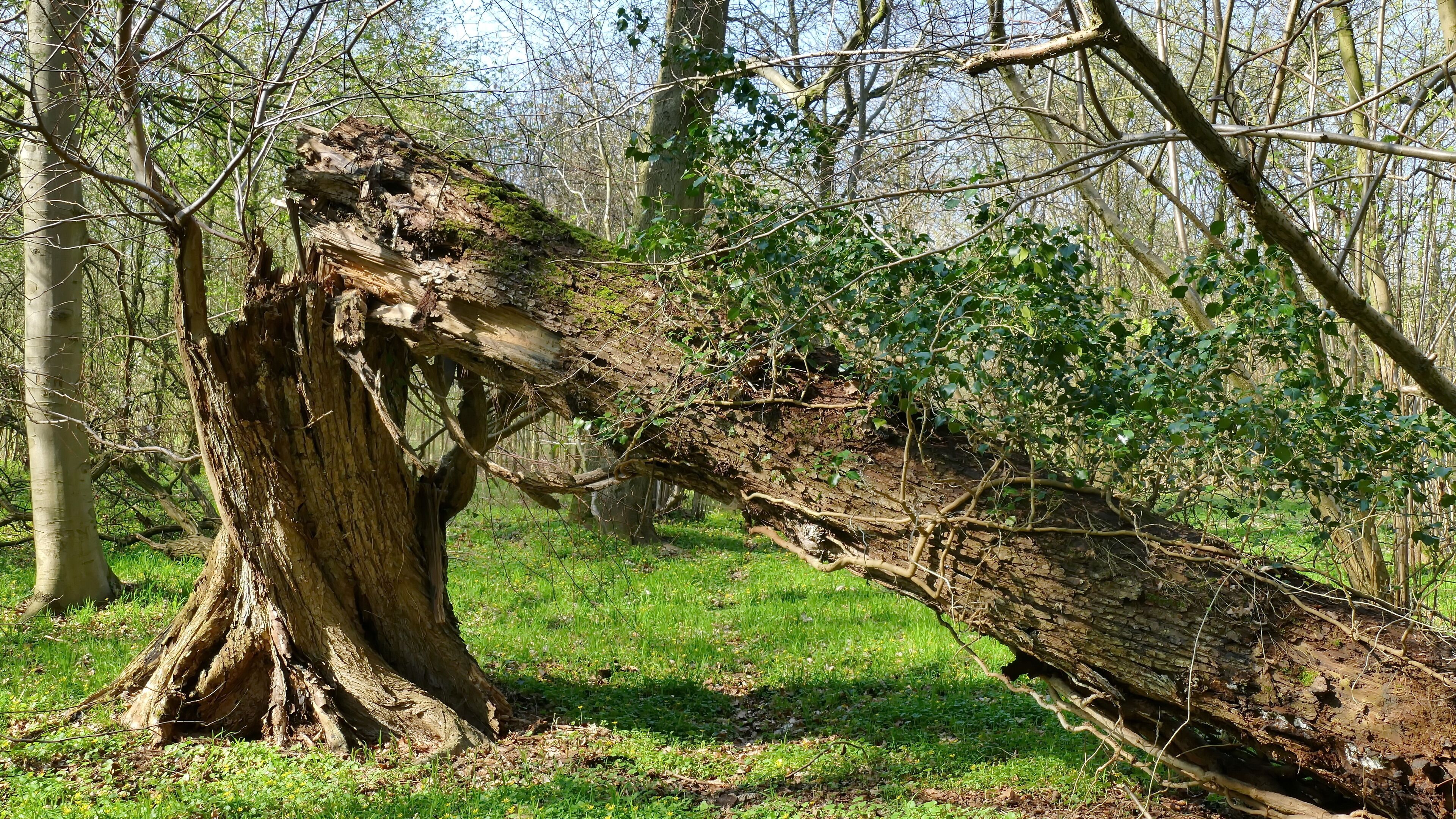 Zum Landschaftsschutzgebiet Obere Wietze gehören nur wenige bewaldete Flächen. Das größte zusammenhängende Waldgebiet liegt östlich der A 7. Zum einen besteht es aus einem ehemaligen Parkgelände, das inzwischen zu einer Art Naturwald geworden ist, zum anderen aus Forsten und ungenutzten Moorwäldern mit viel Totholz. Hier ist ein Teil des ehemaligen Parkgeländes mit einer umgestürzten Eiche zu sehen. Das alte Efeu, das bis in den Baumwipfel geklettert war, lebt weiter.