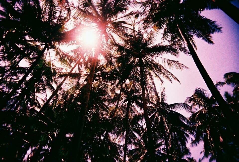 Worrying there might be a coconut falling down to my face 