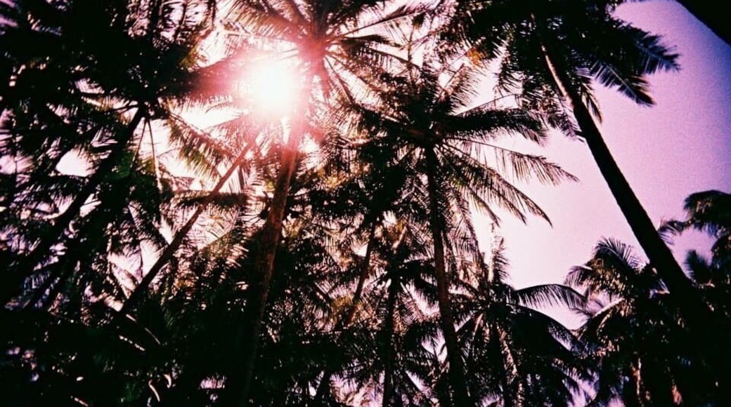 Worrying there might be a coconut falling down to my face