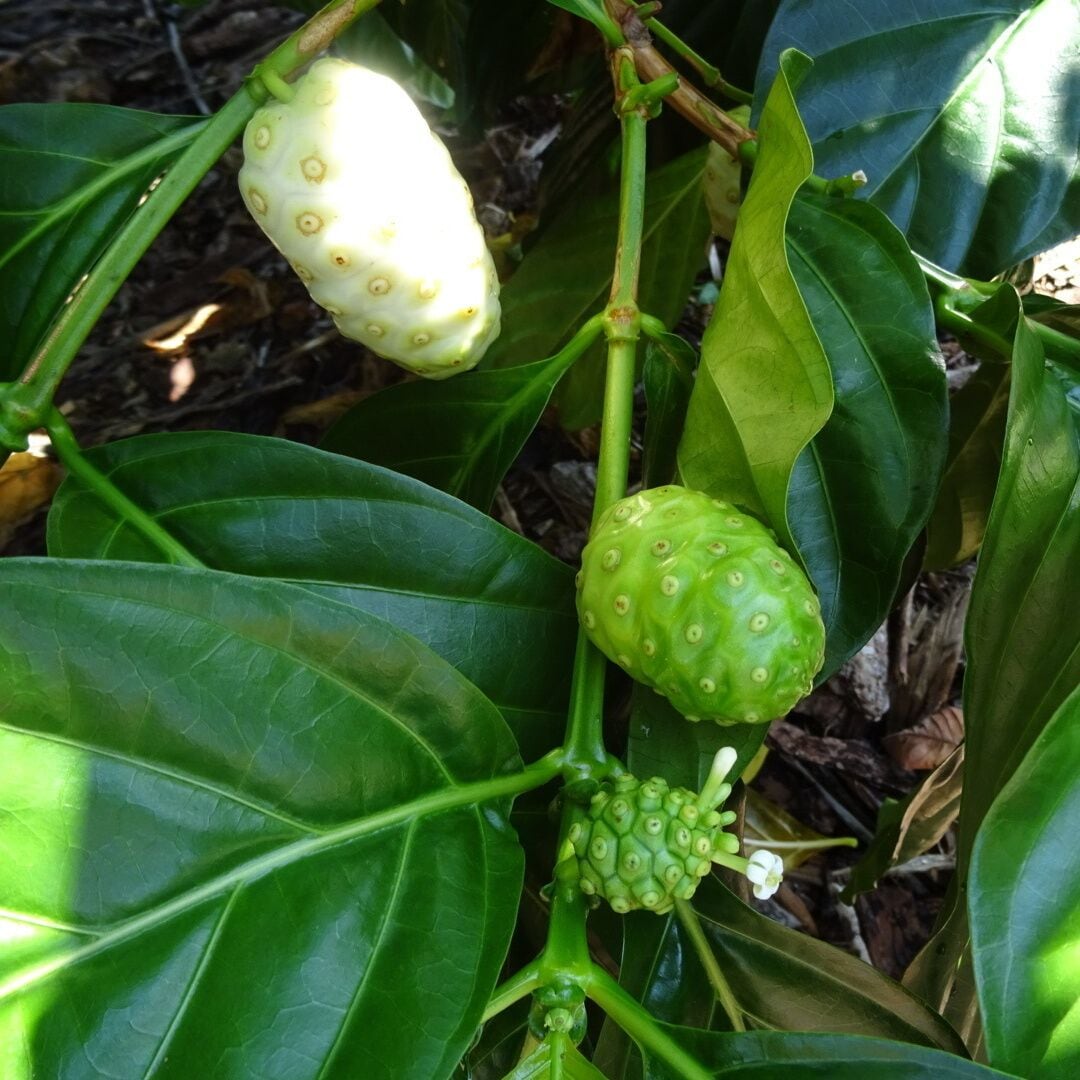 This is the fruit of Morinda citrifolia affectionately known by such monikers as cheese fruit, starvation fruit or vomit fruit.
At first green, the fruit turns yellow then almost white as it ripens. The fruit has a pungent odour when ripening.
I learned from my brother that despite its strong smell and unpleasing taste, the fruit is in fact edible and has known to have been consumed in survival situations. 
Palma Sola Botanical Park is a 10 acre botanical garden located in Bradenton. It's beautiful AND free! 
The park showcases collections of rare palms, fruits, and flowering trees, as well as three lakes, a butterfly garden, gazebo, pavilion, and playground.