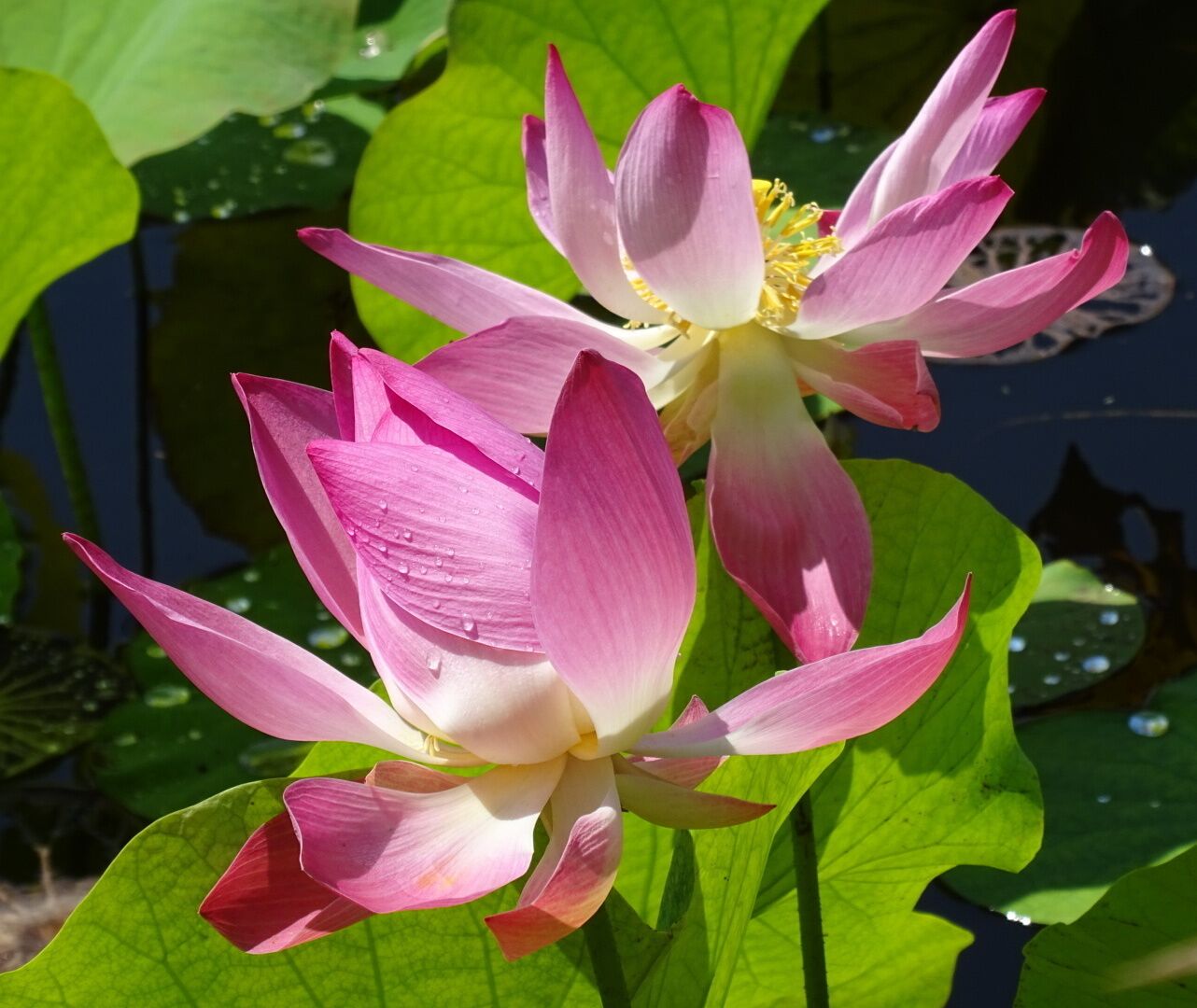 A pair of pink lotuses or loti (Nelumbo nucifera) blooming in one of the ponds at Palma Sola Botanical Park. A little past their prime but still pretty.

Palma Sola Botanical Park is a 10 acre botanical garden located in Bradenton. It's beautiful AND free!

The park showcases collections of rare palms, fruits, and flowering trees, as well as three lakes, a butterfly garden, gazebo, pavilion, and playground.