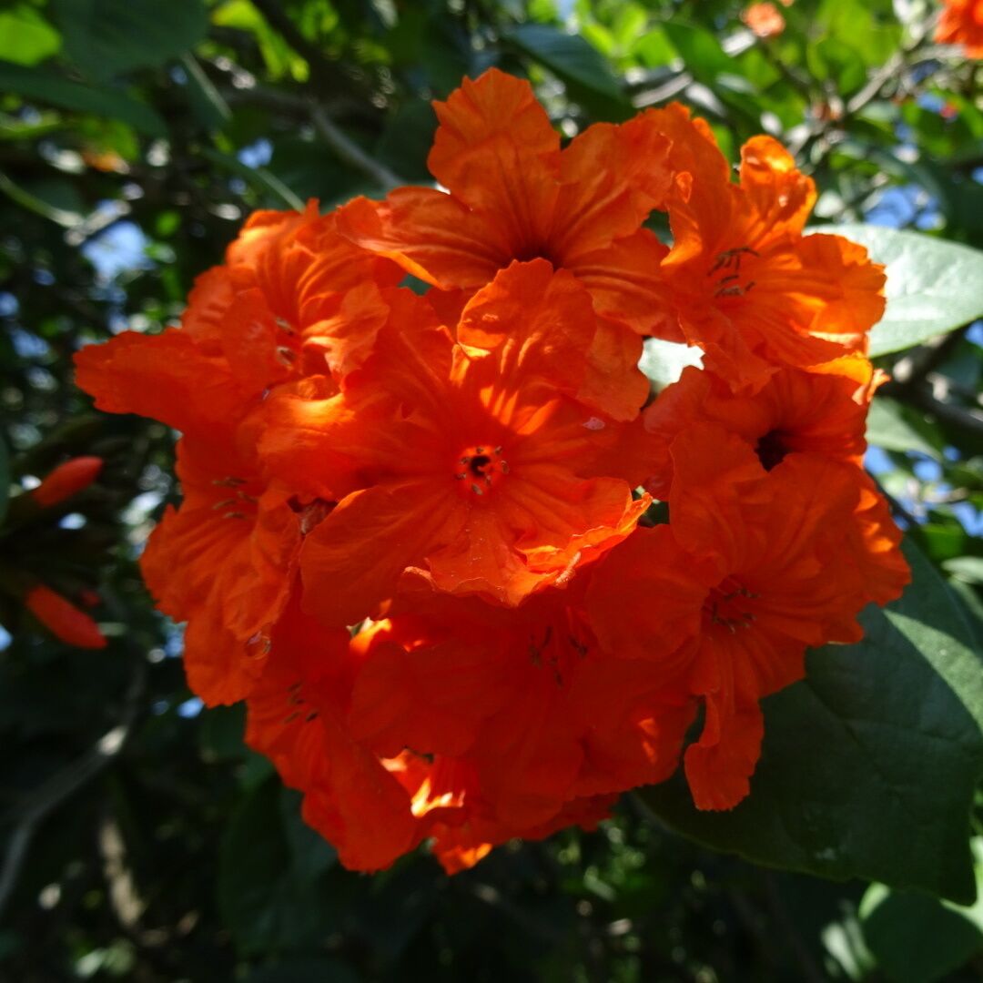 A bright orange cluster of blossoms on a tree.

Palma Sola Botanical Park is a 10 acre botanical garden located in Bradenton. It's beautiful AND free!

The park showcases collections of rare palms, fruits, and flowering trees, as well as three lakes, a butterfly garden, gazebo, pavilion, and playground.