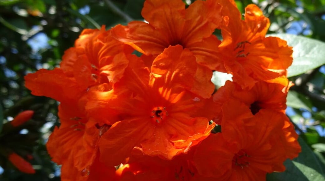 A bright orange cluster of blossoms on a tree.
Palma Sola Botanical Park is a 10 acre botanical garden located in Bradenton. It's beautiful AND free!
The park showcases collections of rare palms, fruits, and flowering trees, as well as three lakes, a butterfly garden, gazebo, pavilion, and playground.
