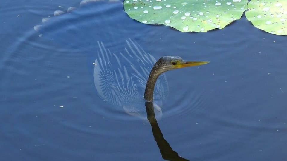 One of the weirdest wildlife encounters I had in Florida was with this wacky bird! I'm guessing he's an Anhinga (Anhinga anhinga).
He stayed nearly completely submerged, swimming underwater, stalking a school of fish. He'd only pop his head up every few minutes for a quick breath or when he'd catch a fish in his mouth sideways. Then he'd pop his head up with the fish in his mouth, flip the fish up in the air and catch it in the correct orientation to swallow it down.
Then back underwater for more hunting. This went on for at least 20-25 minutes. I have never seen a bird behave like this. I've seen cormorants dive down and disappear for a half a minute or so, but this was incredible to watch!
Palma Sola Botanical Park is a 10 acre botanical garden located in Bradenton. It's beautiful AND free!
The park showcases collections of rare palms, fruits, and flowering trees, as well as three lakes, a butterfly garden, gazebo, pavilion, and playground.
