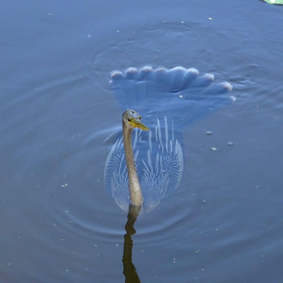 One of the weirdest wildlife encounters I had in Florida was with this wacky bird! I'm guessing he's an Anhinga (Anhinga anhinga).

He stayed nearly completely submerged, swimming underwater, stalking a school of fish. He'd only pop his head up every few minutes for a quick breath or when he'd catch a fish in his mouth sideways. Then he'd pop his head up with the fish in his mouth, flip the fish up in the air and catch it in the correct orientation to swallow it down.

Then back underwater for more hunting. This went on for at least 20-25 minutes. I have never seen a bird behave like this. I've seen cormorants dive down and disappear for a half a minute or so, but this was incredible to watch! 

Palma Sola Botanical Park is a 10 acre botanical garden located in Bradenton. It's beautiful AND free! 

The park showcases collections of rare palms, fruits, and flowering trees, as well as three lakes, a butterfly garden, gazebo, pavilion, and playground.