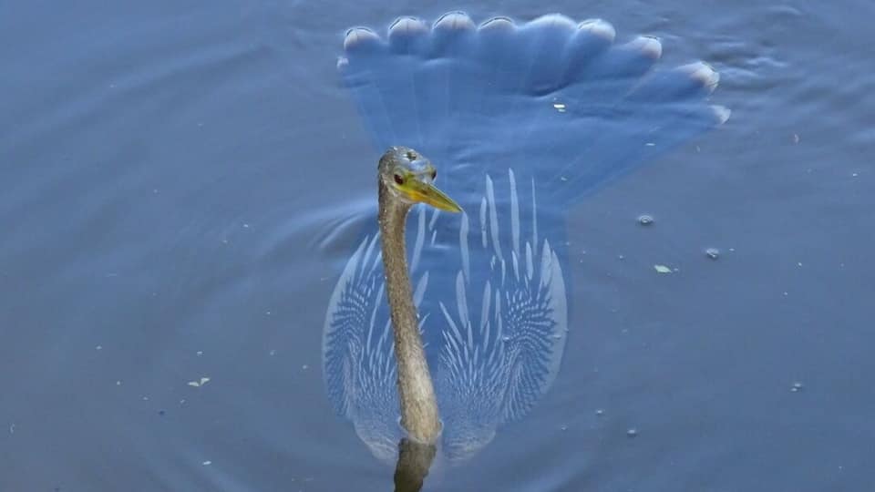 One of the weirdest wildlife encounters I had in Florida was with this wacky bird! I'm guessing he's an Anhinga (Anhinga anhinga).
He stayed nearly completely submerged, swimming underwater, stalking a school of fish. He'd only pop his head up every few minutes for a quick breath or when he'd catch a fish in his mouth sideways. Then he'd pop his head up with the fish in his mouth, flip the fish up in the air and catch it in the correct orientation to swallow it down.
Then back underwater for more hunting. This went on for at least 20-25 minutes. I have never seen a bird behave like this. I've seen cormorants dive down and disappear for a half a minute or so, but this was incredible to watch!
Palma Sola Botanical Park is a 10 acre botanical garden located in Bradenton. It's beautiful AND free!
The park showcases collections of rare palms, fruits, and flowering trees, as well as three lakes, a butterfly garden, gazebo, pavilion, and playground.