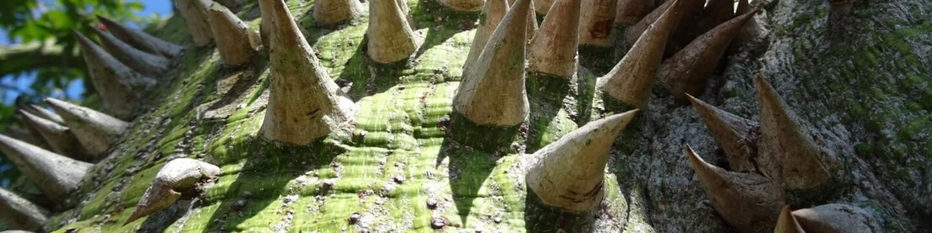 The trunk of the floss silk tree (Chorisia speciosa) is studded with thick conical prickles which serve to store water for dry times.
Palma Sola Botanical Park is a 10 acre botanical garden located in Bradenton. It's beautiful AND free!
The park showcases collections of rare palms, fruits, and flowering trees, as well as three lakes, a butterfly garden, gazebo, pavilion, and playground.