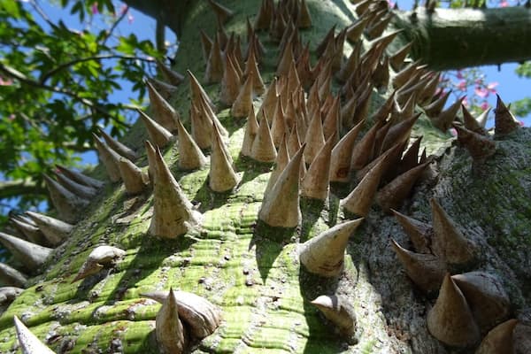 The trunk of the floss silk tree (Chorisia speciosa) is studded with thick conical prickles which serve to store water for dry times.
Palma Sola Botanical Park is a 10 acre botanical garden located in Bradenton. It's beautiful AND free!
The park showcases collections of rare palms, fruits, and flowering trees, as well as three lakes, a butterfly garden, gazebo, pavilion, and playground.