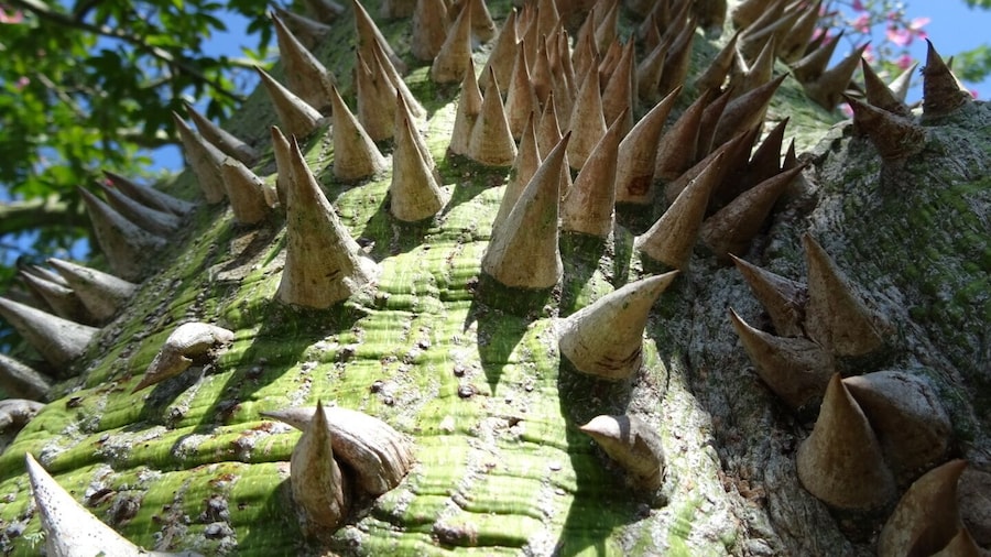 The trunk of the floss silk tree