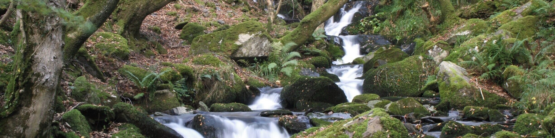 Woodland walk