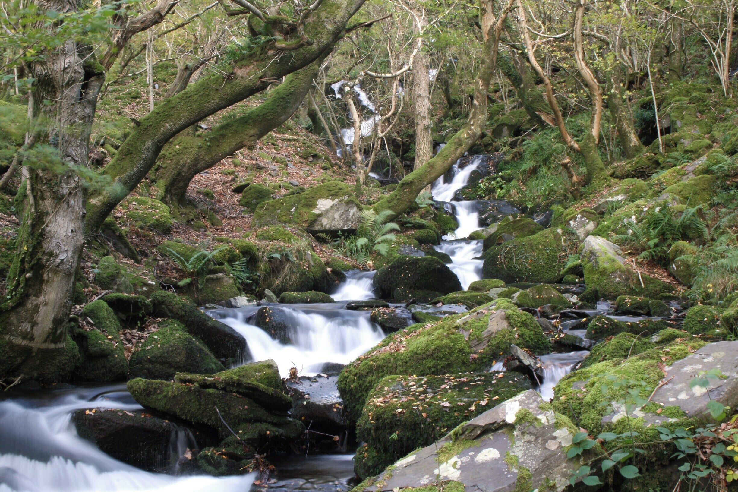 A forest stream with moss-covered rocks and trees.
