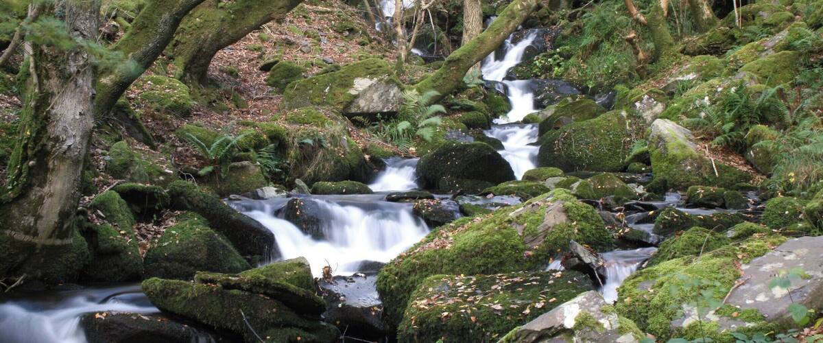 A forest stream with moss-covered rocks and trees.