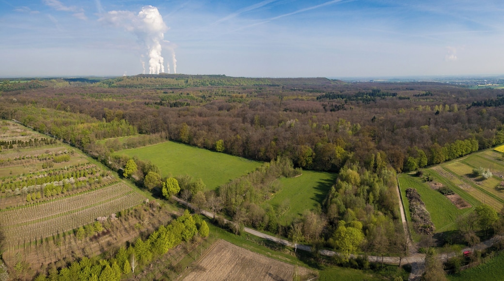 Blick auf den Königsdorfer Forst (NSG)