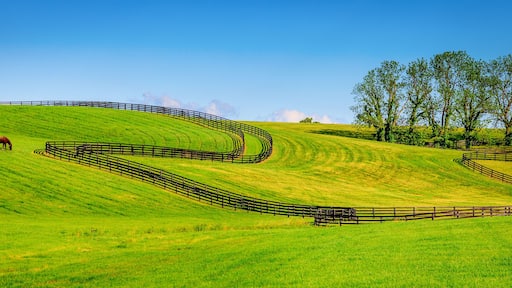 Horse farm fences