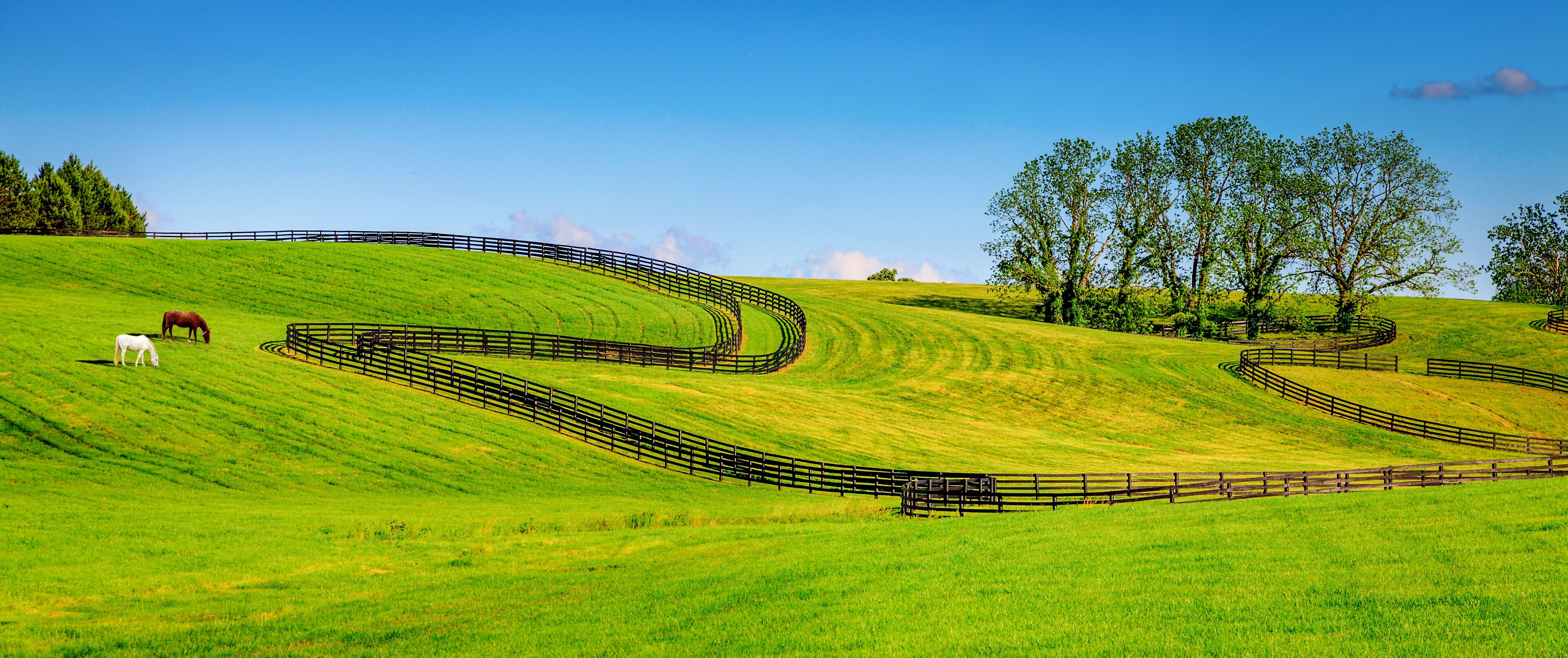 A winding fence on a grassy hill with horses grazing.