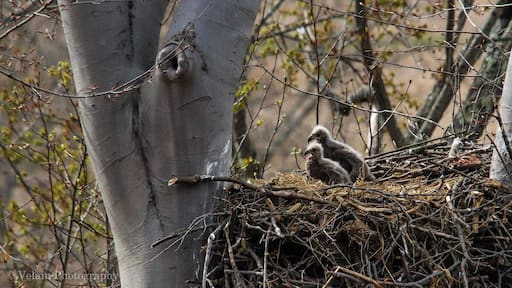 Very young and very hungry eaglets waiting for mom and dad to come home with the groceries.