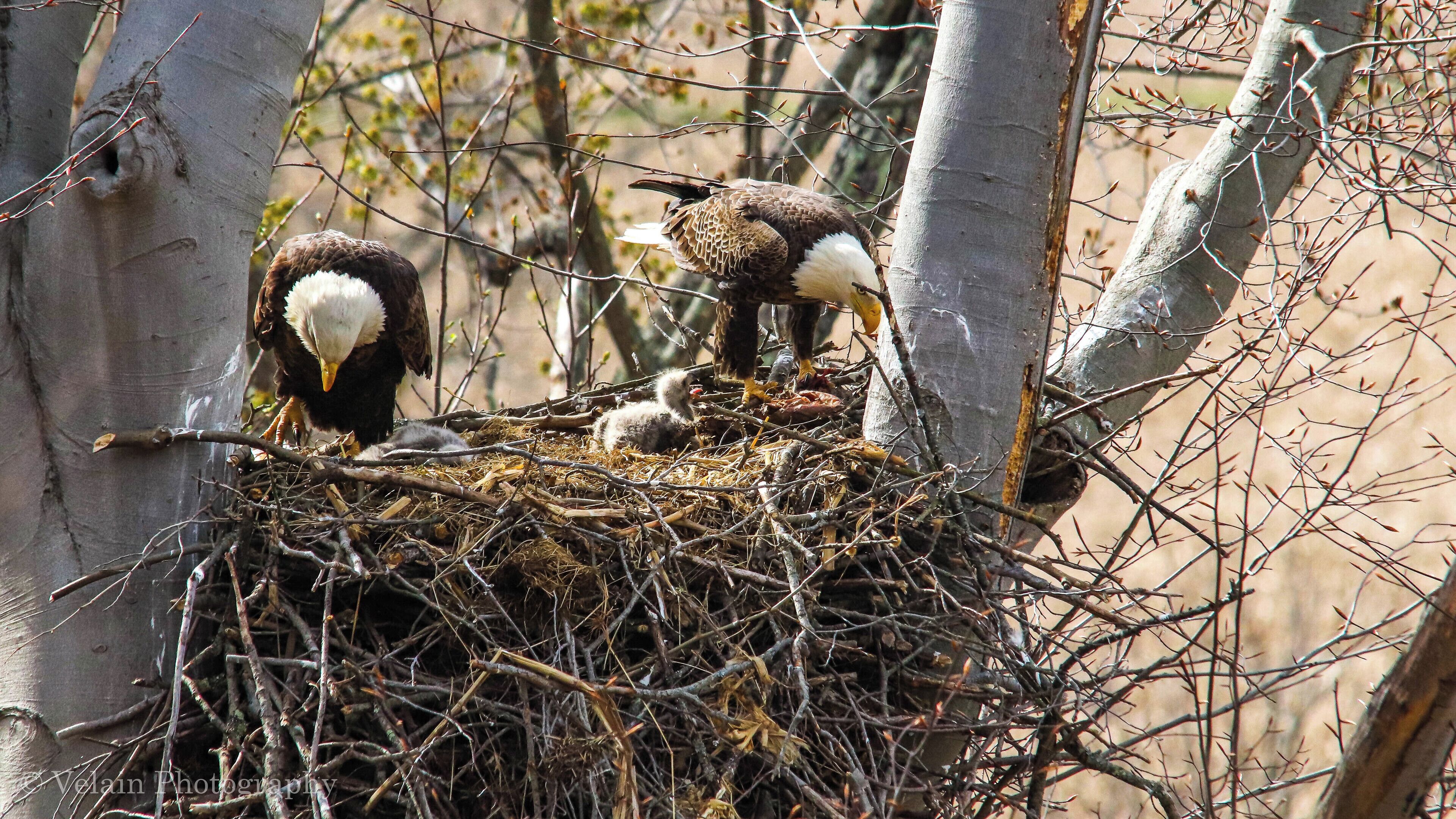 Mom & day feeding the kids. 