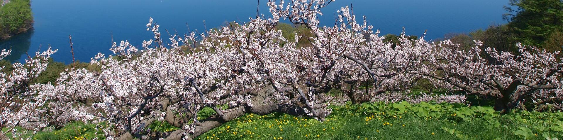 Lake Toya.Toyako(Lake Toya) town is where the 34th G8 summit took place.