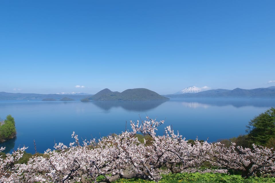 A calm lake with a mountain in the distance and cherry blossoms in the foreground.