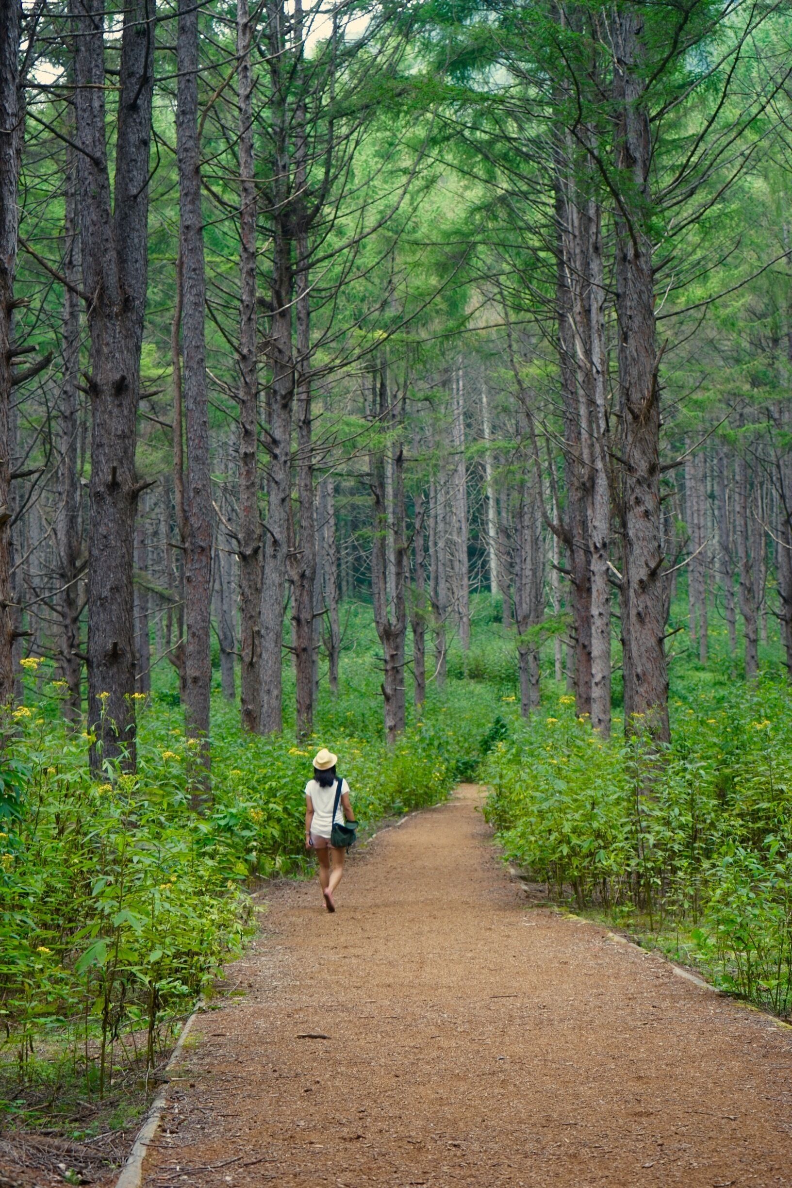 A walk in the tranquil forest of Nakajima Island in Lake Toya