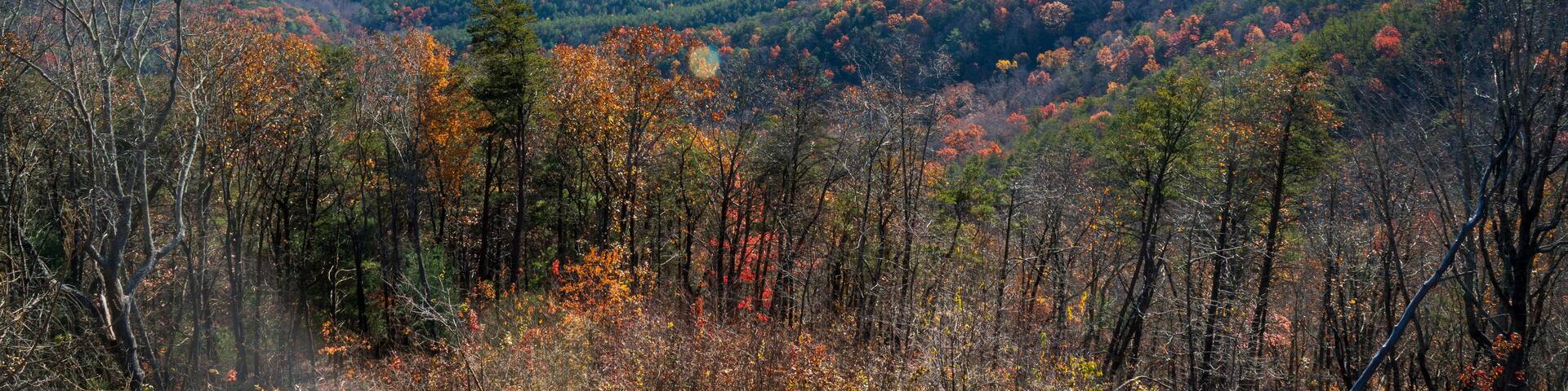 The season of autumn has arrived in the Fort Park, GA, US. Various leaf colors represent the changing circle from summer to fall. Steps for changing begin with green, yellow, and red color of leaves.