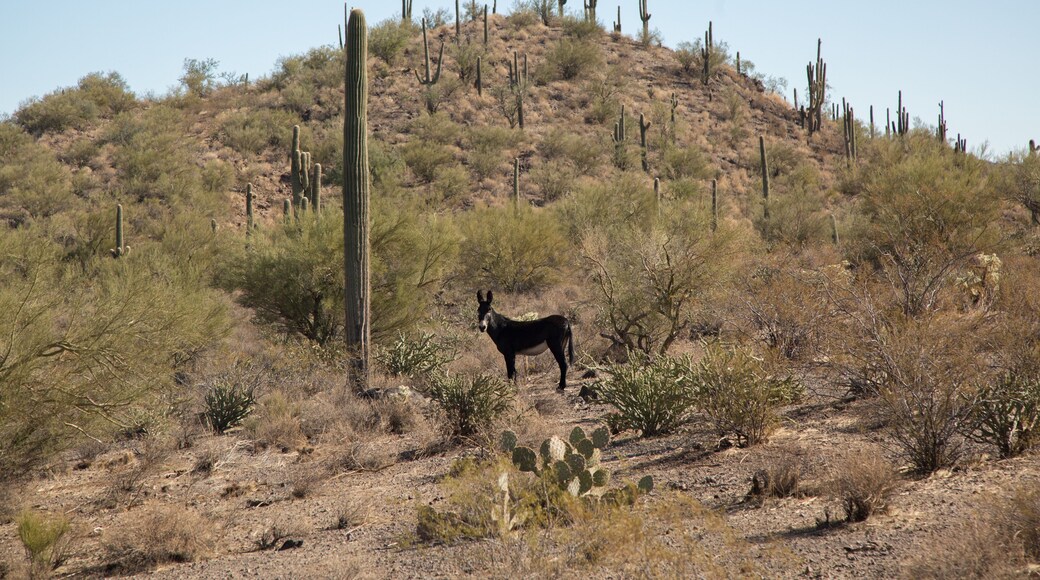 Wild Burro in the Arizona Desert