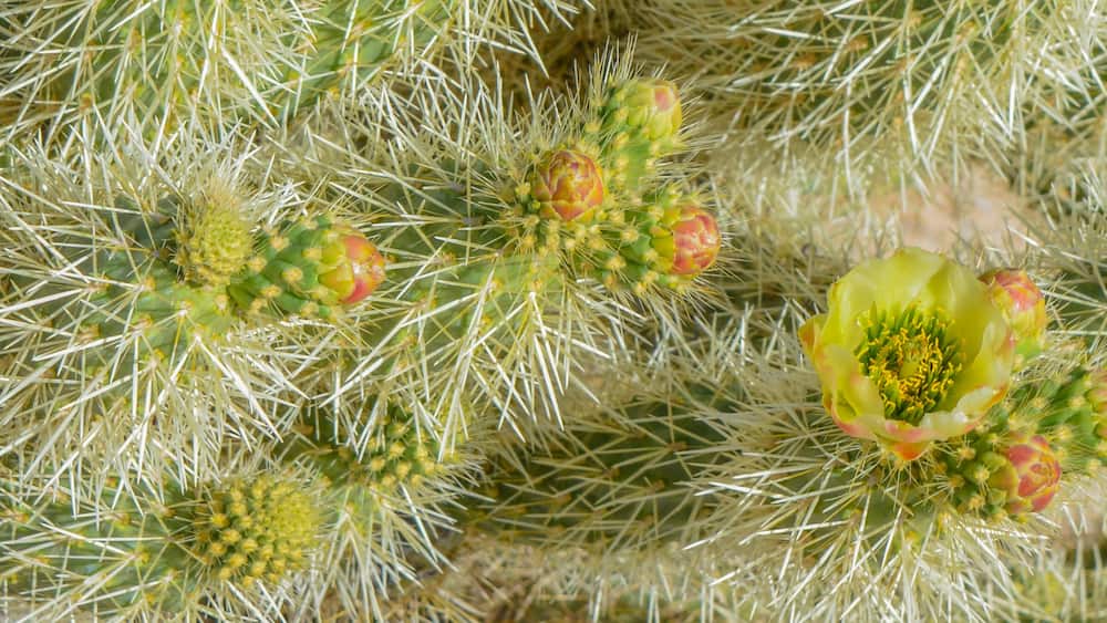 Teddy Bear Cholla (Cylindropuntia Bigelivii) cactus blossoming in the American Desert Southwest. Maricopa County, Arizona
