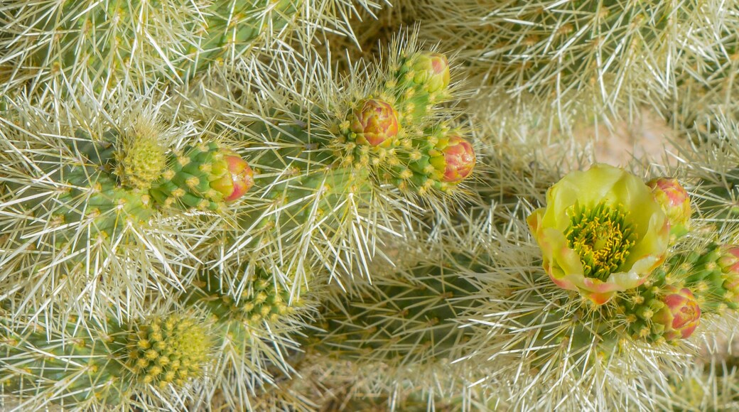 Teddy Bear Cholla (Cylindropuntia Bigelivii) cactus blossoming in the American Desert Southwest. Maricopa County, Arizona