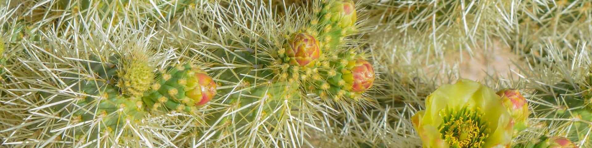 Teddy Bear Cholla (Cylindropuntia Bigelivii) cactus blossoming in the American Desert Southwest. Maricopa County, Arizona