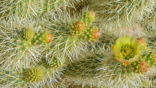 Teddy Bear Cholla (Cylindropuntia Bigelivii) cactus blossoming in the American Desert Southwest. Maricopa County, Arizona