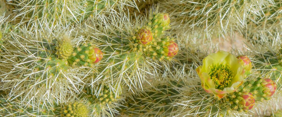 A close-up of a cactus with spines and flowers.