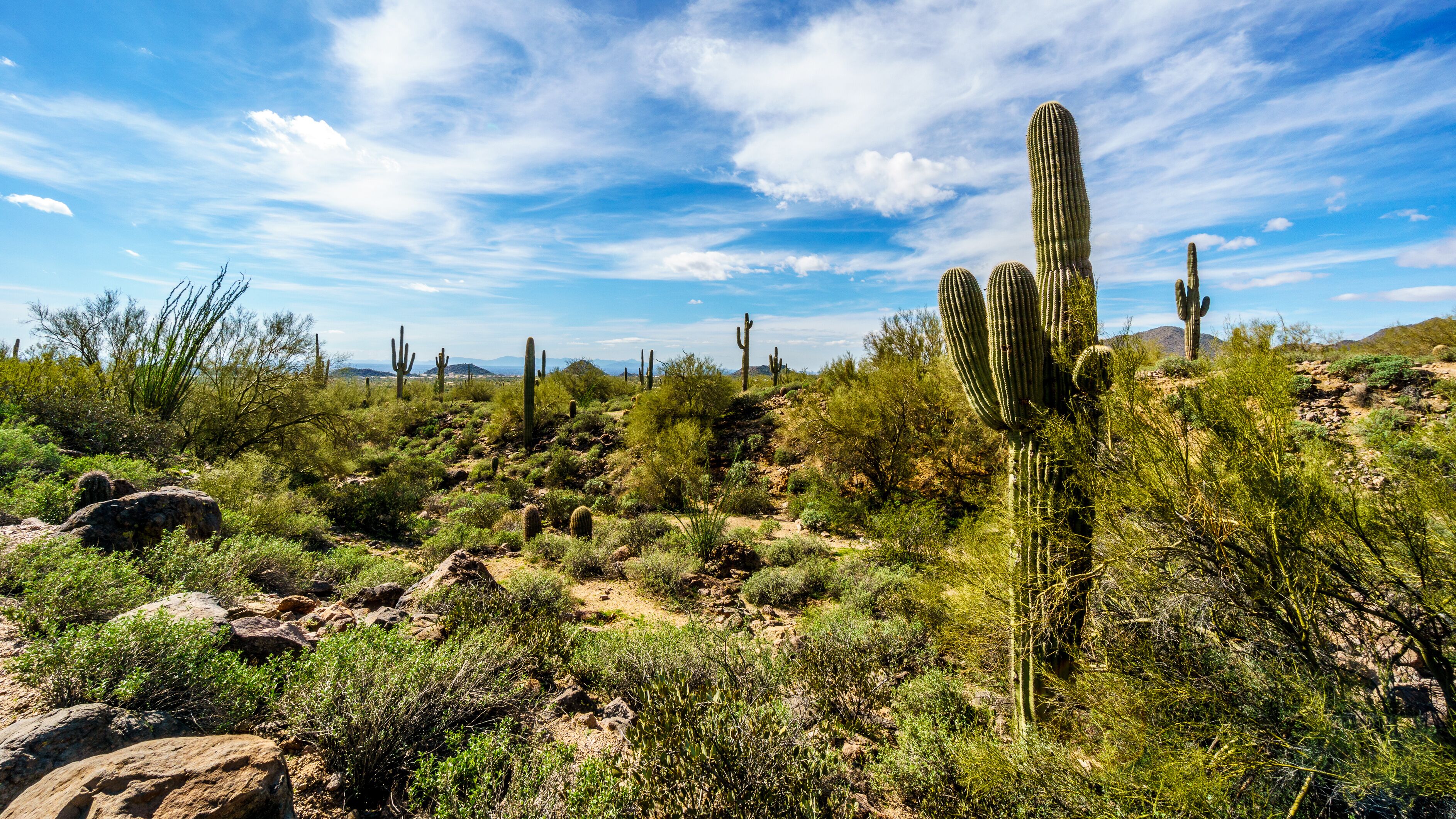 Saguaro, Ocotillo and Barrel Cacti in the semidesert landscape along the hiking trail to the Windy Cave on Usery Mountain near Phoenix, in Maricopa County, Arizona