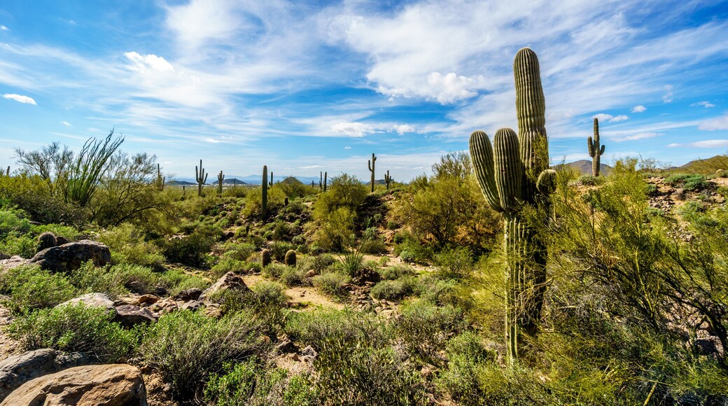 Saguaro, Ocotillo and Barrel Cacti in the semidesert landscape along the hiking trail to the Windy Cave on Usery Mountain near Phoenix, in Maricopa County, Arizona