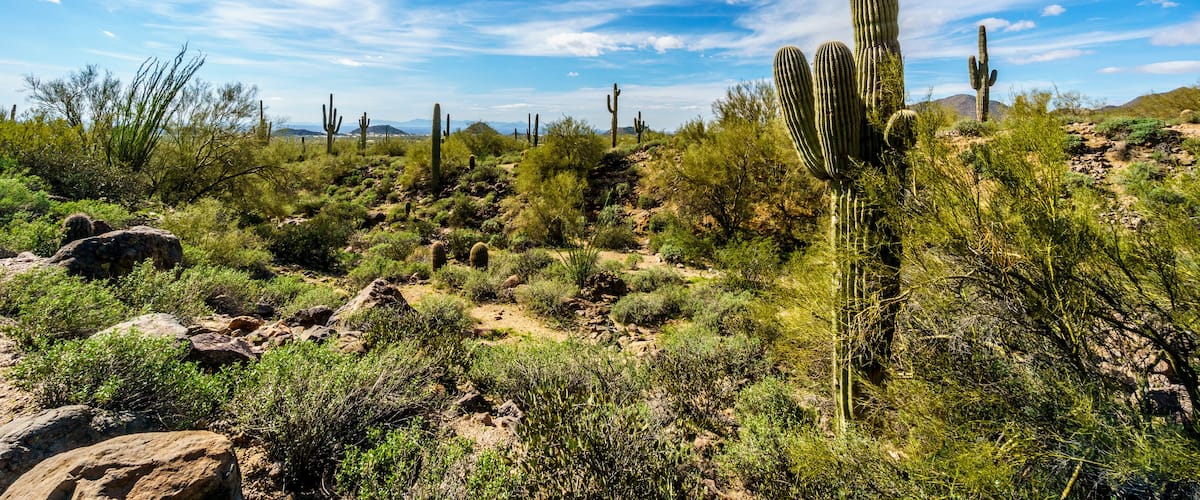 A desert landscape with multiple tall cacti and sparse vegetation under a clear blue sky.